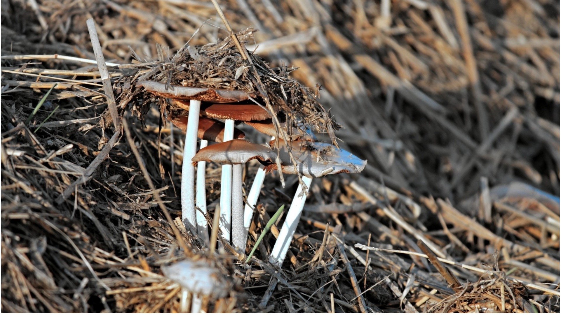 Uhuishaji wa vitabu vya taarifa za wapiga kura